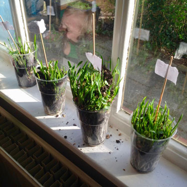 Plantjes